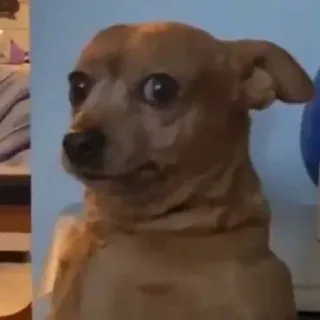 🐶 2f60c2f9 chien, chihuahua, animal de compagnie, animal, drôle, mème telegram sticker