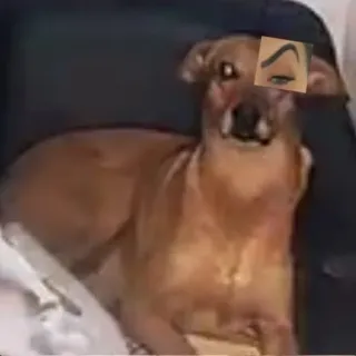 🐶 58593f45 chien, drôle, animal, animal de compagnie, yeux telegram sticker