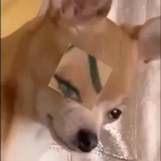 🐶 5f9fb530 chien, animal, oeil, drôle telegram sticker