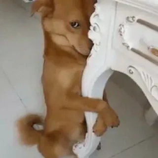 🐶 667adb4b chien, animal, animal de compagnie, meuble telegram sticker