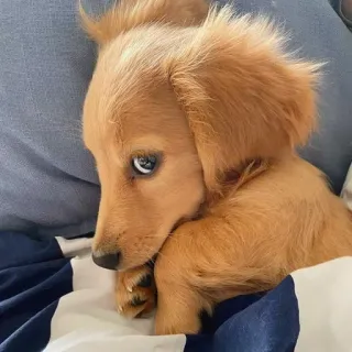 🐶 702d5394 chien, chiot, mignon, animal de compagnie, animal telegram sticker