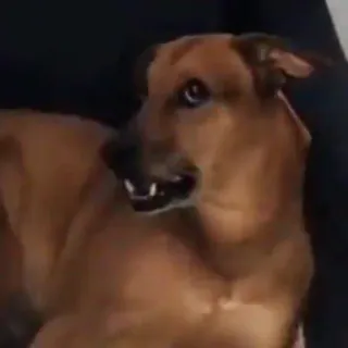 🐶 7358f0b5 chien, dents, animal, canin, domestique telegram sticker