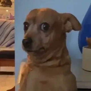 🐶 75c3f1f7 chien, chihuahua, animal de compagnie, animal, petit, mignon telegram sticker