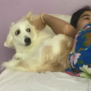 🐶 7b0e37b2 chien, mignon, animal de compagnie, animal, lit telegram sticker