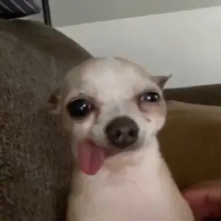 🐶 88e80371 chien, chihuahua, animal, animal de compagnie, mignon, langue telegram sticker