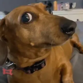 🐶 90751ca0 chien, animal de compagnie, animal, teckel, mignon, drôle telegram sticker