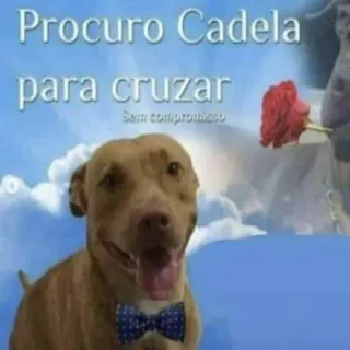 🐶 93f114e9 Procuro Cadela para cruzar
Sem compromisso chien, animal, animal de compagnie, regardant, copain telegram sticker