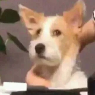 🐶 940a8356 chien, mignon, animal, animal de compagnie telegram sticker