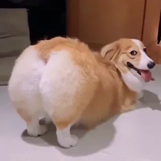 🐶 a7e39b21 corgi, chien, animal, animal de compagnie, mignon telegram sticker