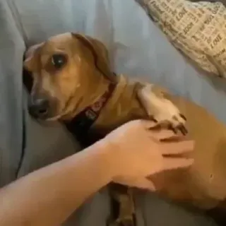 🐶 ac45d0d9 chien, animal de compagnie, teckel, mignon, animal, grattouille ventre telegram sticker