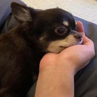 🐶 b11c712a chien, chihuahua, animal de compagnie, animal, mignon, petit telegram sticker