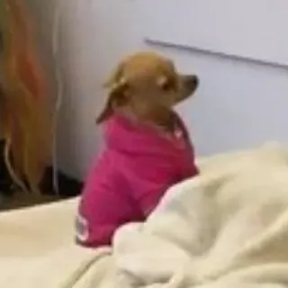 🐶 bc0b1495 chien, chihuahua, rose, sweat à capuche, animal telegram sticker