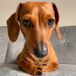 🐶 c9ab1822 chien, animal, teckel, portrait, mignon telegram sticker