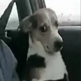 🐶 d2d20e8a chien, animal, animal de compagnie, voiture telegram sticker