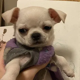 🐶 d93fbbef chien, chihuahua, chiot, mignon, animal de compagnie telegram sticker