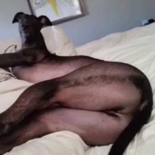 🐶 db89b73b chien, lit, couché, animal, animal de compagnie telegram sticker