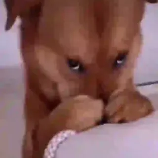 🐶 dce63c33 chien, chiot, mignon, animal de compagnie, animal telegram sticker