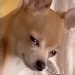 🐶 e0d5f1cc chien, chihuahua, animal de compagnie, animal, mème telegram sticker