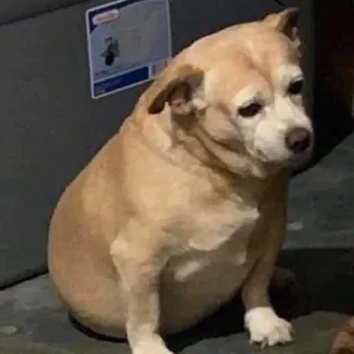 🐶 edd2939a chien, animal, animal de compagnie, triste, assis telegram sticker