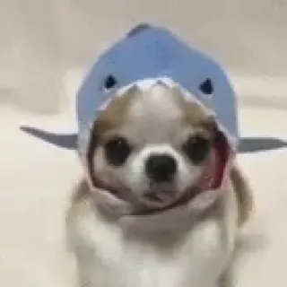 🐶 fd1a17e6 chien, chihuahua, requin, mignon, animal, chapeau telegram sticker
