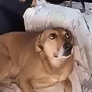 🐶 fe07d2d3 chien, animal de compagnie, drôle, animal telegram sticker