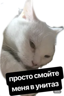 😬 1073a1ff просто смойте меня в унитаз kucing, stiker, menyiram, toilet, hewan, meme, humor telegram sticker