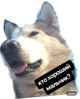 👌 193b8db3 КТО ХОРОШИЙ МАЛЬЧИК? anjing, imut, rusia, anak baik, hewan peliharaan telegram sticker
