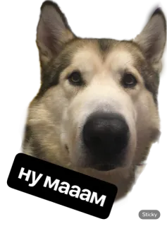 🙄 2fd36d89 НУ МАААМ anjing, husky, imut, stiker, hewan telegram sticker