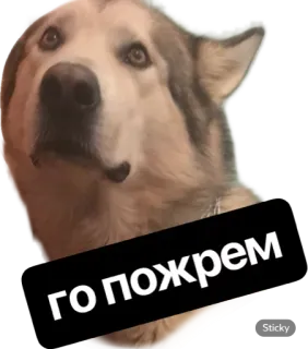 🍏 94958e8e го пожрем anjing, husky, rusia, meme, makan, lucu telegram sticker