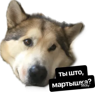 😠 e584e7ee ТЫ ШТО, мартышка? anjing, husky, hewan, stiker, imut telegram sticker