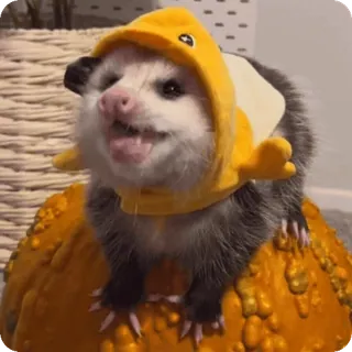 Больше стиков тут: @stikery4 telegram stickers