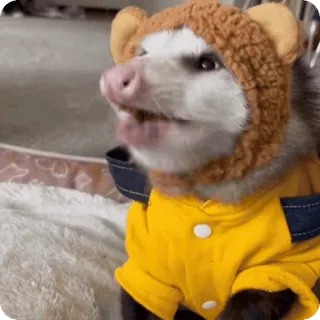 🐻 5c00431a opossum, hewan, imut, topi, jaket telegram sticker