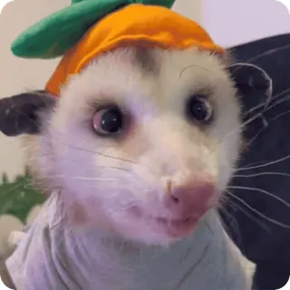 🥕 909883ab opossum, lucu, binatang, topi telegram sticker