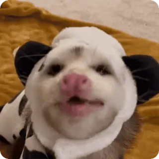 🐼 b62af189 opossum, imut, hewan, sapi, kostum telegram sticker