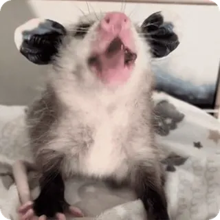 👂 bca4daed Opossum, Binatang, Menguap, Lucu, Mamalia telegram sticker