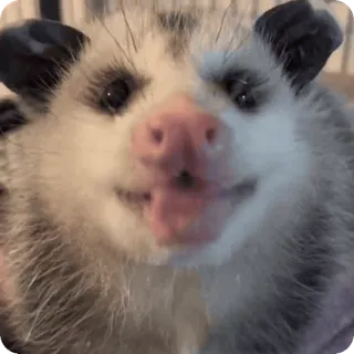 🐽 f13d8a5e opossum, binatang, lucu, satwa liar, marsupial telegram sticker