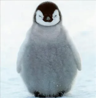 🐧 76104fe7 penguin, baby penguin, animal, bird, cute, wildlife telegram sticker