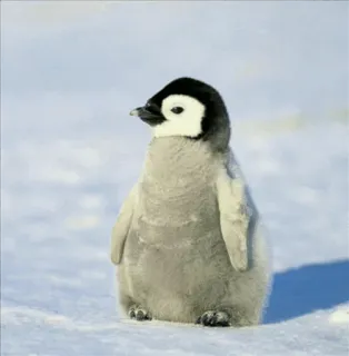 нεαʟεя.∂σ telegram stickers