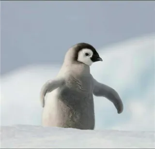 🐧 b24e736b penguin, baby penguin, animal, cute, bird, wildlife, snow telegram sticker