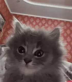 🌟 45554b77 gato, gatito, mascota, esponjoso, animal telegram sticker