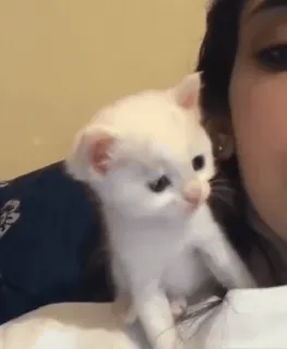 🌟 6542af35 gatito, gato, lindo, animal, mascota, animal doméstico telegram sticker