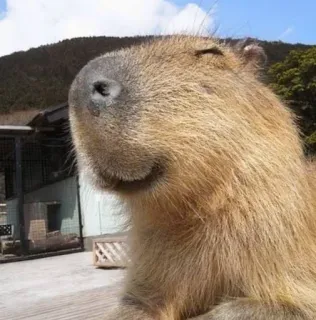 🌟 3387231a คาปิบารา, สัตว์ฟันแทะ, สัตว์, สัตว์ป่า, ธรรมชาติ telegram sticker