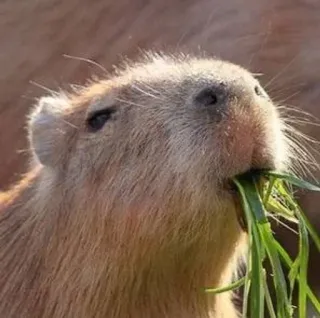 😋 5b41722a คาปิบารา, สัตว์ฟันแทะ, สัตว์, หญ้า, สัตว์ป่า, น่ารัก telegram sticker