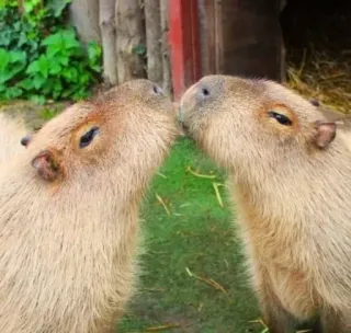 🌟 6b386b16 คาปิบารา, สัตว์ฟันแทะ, สัตว์, สัตว์เลี้ยงลูกด้วยนม, สัตว์ป่า, น่ารัก, ธรรมชาติ telegram sticker