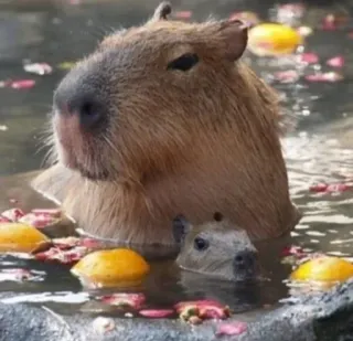 Ok I pull up :: @fStikBot whatsapp stickers