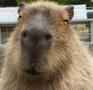 🌟 745b24d9 คาปิบารา, สัตว์, สัตว์ฟันแทะ, น่ารัก, สัตว์ป่า, ธรรมชาติ telegram sticker