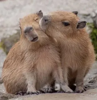 🌟 c7ec94ba คาปิบารา, สัตว์, น่ารัก, สัตว์ฟันแทะ, สัตว์ป่า telegram sticker