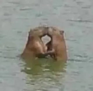 💓 c8d77d39 คาปิบารา, สัตว์, สัตว์เลี้ยงลูกด้วยนม, น้ำ, สัตว์ฟันแทะ, สัตว์ป่า telegram sticker