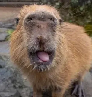 🌟 cad7b1d0 คาปิบารา, สัตว์ฟันแทะ, สัตว์, น่ารัก, ตลก, มีม, มีความสุข telegram sticker