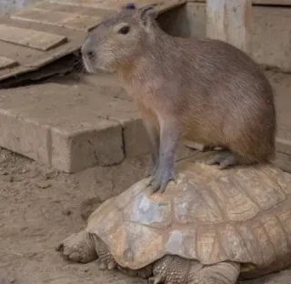 Ok I pull up :: @fStikBot whatsapp stickers